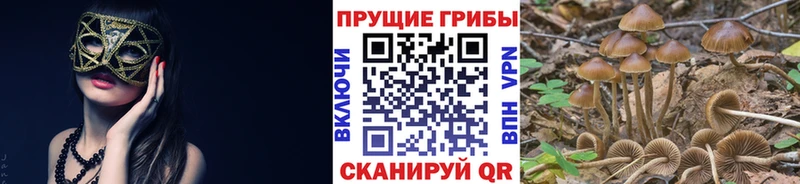 hydra вход  Новое Девяткино  Галлюциногенные грибы Magic Shrooms 